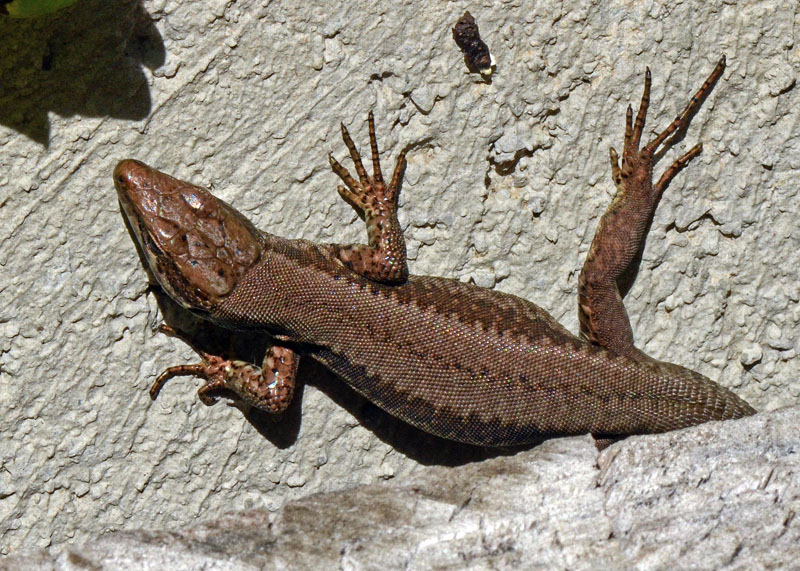 Podarcis muralis